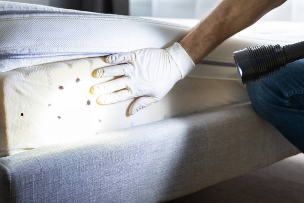 Trusted Ferndale, MI Pest Control Experts